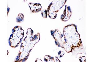 Anti-Integrin beta 4 Picoband antibody,  IHC(P): Human Placenta Tissue (Integrin beta 4 抗体  (AA 28-266))