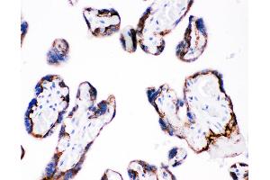 Anti-Integrin beta 4 Picoband antibody,  IHC(P): Human Placenta Tissue