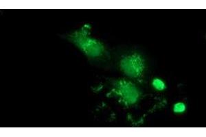 Anti-PBLD mouse monoclonal antibody (ABIN2453426) immunofluorescent staining of COS7 cells transiently transfected by pCMV6-ENTRY PBLD (RC202328). (PBLD1 抗体)