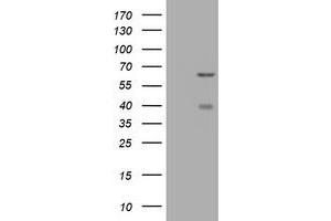 Image no. 2 for anti-CNKSR Family Member 3 (CNKSR3) antibody (ABIN1497550) (CNKSR3 抗体)