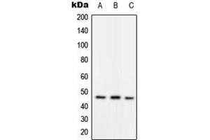 Western blot analysis of RAD52 (pY104) expression in HepG2 (A), mouse spleen (B), rat spleen (C) whole cell lysates. (RAD52 抗体  (pTyr104))