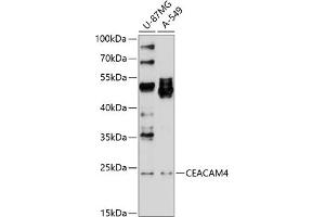 Western blot analysis of extracts of various cell lines, using CE antibody (ABIN6130864, ABIN6138372, ABIN6138373 and ABIN6214170) at 1:1000 dilution. (CEACAM4 抗体  (AA 36-155))