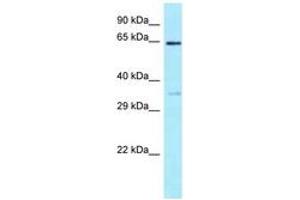 Image no. 1 for anti-Eukaryotic Translation Initiation Factor 3, Subunit D (EIF3D) (AA 124-173) antibody (ABIN6747954) (EIF3D 抗体  (AA 124-173))