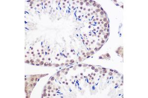 Immunohistochemistry of paraffin-embedded mouse testis using GMNN Rabbit pAb (ABIN6129382, ABIN6141186, ABIN6141187 and ABIN6220942) at dilution of 1:100 (40x lens). (Geminin 抗体  (AA 1-209))