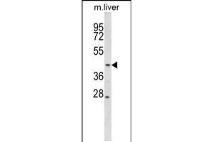 Western blot analysis in mouse liver tissue lysates (35ug/lane). (MEK2 抗体  (N-Term))