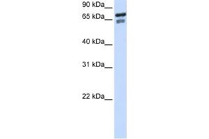 WB Suggested Anti-TCF25 Antibody Titration:  0. (TCF25 抗体  (N-Term))