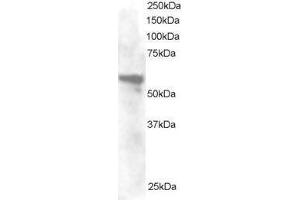 Image no. 2 for anti-Annexin A11 (ANXA11) (N-Term) antibody (ABIN374162) (Annexin A11 抗体  (N-Term))