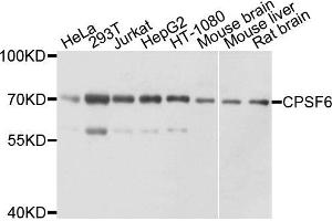 Western blot analysis of extracts of various cell lines, using CPSF6 antibody.