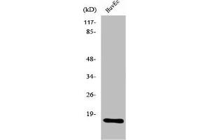 Western Blot analysis of MCF7 cells using Ribosomal Protein L26L Polyclonal Antibody (RPL26L1 抗体  (C-Term))