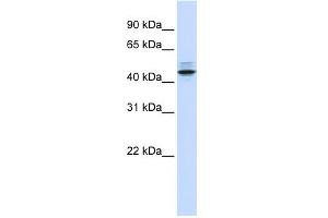 WB Suggested Anti-PSMC3 Antibody Titration: 0. (PSMC3 抗体  (N-Term))
