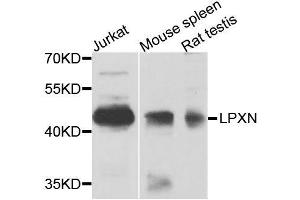 Western blot analysis of extracts of various cell lines, using LPXN antibody (ABIN6003535) at 1/1000 dilution. (Leupaxin 抗体)