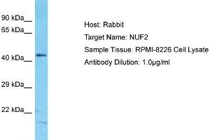 Host: Rabbit Target Name: NUF2 Sample Type: RPMI-8226 Whole Cell lysates Antibody Dilution: 1. (NUF2 抗体  (N-Term))