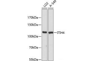 Western blot analysis of extracts of various cell lines using ITIH4 Polyclonal Antibody at dilution of 1:3000. (ITIH4 抗体)