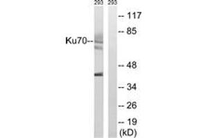 Western blot analysis of extracts from 293 cells, using Ku70 (Ab-5) Antibody. (XRCC6 抗体  (AA 1-50))
