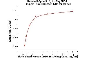 Immobilized Human R-Spondin 1, His Tag (ABIN2181684,ABIN2181683) at 5 μg/mL (100 μL/well) can bind Biotinylated Human CD36, His,Avitag (ABIN6972985) with a linear range of 0. (RSPO1 Protein (AA 21-263) (His tag))