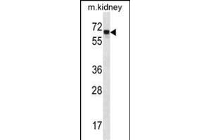 ANGPT2 Antibody (C-term) (ABIN654062 and ABIN2843960) western blot analysis in mouse kidney tissue lysates (35 μg/lane). (Angiopoietin 2 抗体  (C-Term))