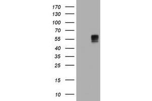 Image no. 14 for anti-B and T Lymphocyte Associated (BTLA) antibody (ABIN1496983) (BTLA 抗体)