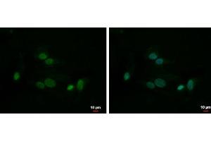 ICC/IF Image HMGB1 antibody detects HMGB1 protein at nucleus by immunofluorescent analysis. (HMGB1 抗体)