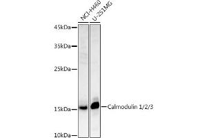 Western blot analysis of extracts of various cell lines, using Calmodulin 1/2/3 antibody (ABIN3021661, ABIN3021662, ABIN3021663, ABIN1512661 and ABIN6215489) at 1:1000 dilution. (Calmodulin 1 抗体  (AA 1-149))