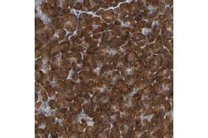 Immunohistochemical staining of human pancreas with PLEKHA2 polyclonal antibody  shows strong cytoplasmic positivity in exocrine glandular cells. (PLEKHA2 抗体)