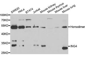 Western blot analysis of extracts of various cell lines, using ING4 antibody (ABIN5973446) at 1/1000 dilution. (ING4 抗体)