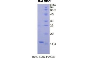 SDS-PAGE (SDS) image for Surfactant Protein C (SFTPC) ELISA Kit (ABIN6720570)
