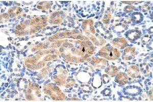 Immunohistochemistry (IHC) image for anti-phosphodiesterase 9A (PDE9A) (N-Term) antibody (ABIN2782354)