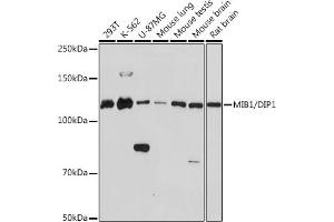 Western blot analysis of extracts of various cell lines, using MIB1/DIP1 Rabbit mAb (ABIN1682649, ABIN3017759, ABIN3017760 and ABIN7101523) at 1:1000 dilution. (MIB1 抗体)