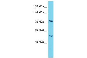 Host:  Rabbit  Target Name:  Radil  Sample Type:  Mouse Lung lysates  Antibody Dilution:  1. (Radil 抗体  (C-Term))