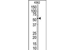 Western blot analysis of anti-POLG2 Antibody (Center) (ABIN6243952 and ABIN6578922) in K562 cell line lysates (35 μg/lane). (POLG2 抗体  (AA 205-234))