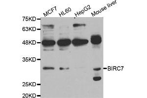 Western blot analysis of extracts of various cell lines, using BIRC7 antibody. (BIRC7 抗体)