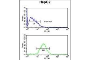 WDR43 Antibody (C-term) (ABIN651679 and ABIN2840356) flow cytometric analysis of HepG2 cells (bottom histogram) compared to a negative control cell (top histogram). (WDR43 抗体  (C-Term))
