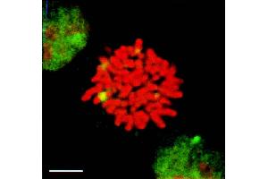 HSF1 granules present in heat-shocked mitotic cells (green) detected by IF in mitotic heat shocked HeLa cells. (HSF1 抗体  (AA 378-395) (APC))