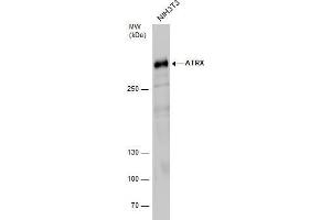 Western Blotting (WB) image for anti-helicase 2, X-linked (ATRX) (C-Term) antibody (ABIN2855005)