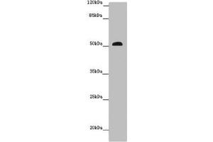 Western blot All lanes: SCPEP1 antibody at 9 μg/mL + Mouse stomach tissue Secondary Goat polyclonal to rabbit IgG at 1/10000 dilution Predicted band size: 51, 33 kDa Observed band size: 51 kDa (SCPEP1 抗体  (AA 201-452))