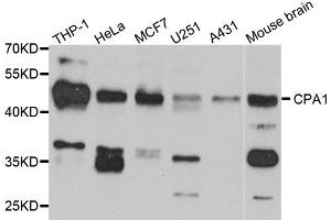Western blot analysis of extracts of various cell lines, using CPA1 antibody. (CPA1 抗体)