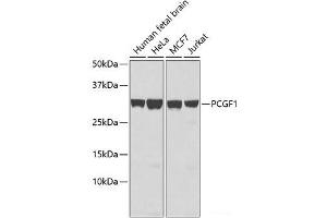 Western blot analysis of extracts of various cell lines using PCGF1 Polyclonal Antibody. (PCGF1 抗体)