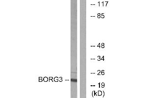 Western blot analysis of extracts from Jurkat cells, using BORG3 antibody. (CDC42EP5 抗体)
