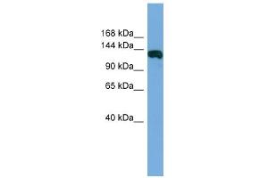 WB Suggested Anti-FAM29A Antibody Titration: 0. (FAM29A 抗体  (Middle Region))