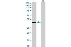 Western Blot analysis of AMT expression in transfected 293T cell line by AMT MaxPab polyclonal antibody. (Aminomethyltransferase 抗体  (AA 1-289))