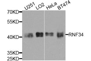 Western blot analysis of extracts of various cell lines, using RNF34 antibody (ABIN5974618) at 1/1000 dilution. (RNF34 抗体)