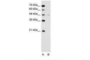 Image no. 2 for anti-Solute Carrier Family 43, Member 3 (SLC43A3) (N-Term) antibody (ABIN205016) (SLC43A3 抗体  (N-Term))