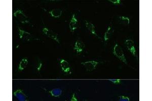 Immunofluorescence (IF) image for anti-ATP Synthase, H+ Transporting, Mitochondrial F0 Complex, Subunit E (ATP5I) antibody (ABIN7259374)