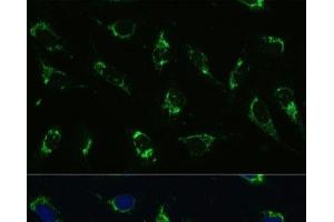 Immunofluorescence analysis of U-2 OS cells using ATP5I Polyclonal Antibody at dilution of 1:100. (ATP5I 抗体)