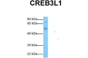 Host:  Rabbit  Target Name:  CREB3L1  Sample Tissue:  Human Fetal Lung  Antibody Dilution:  1. (CREB3L1 抗体  (N-Term))
