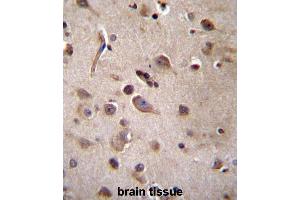 TSN Antibody (Center) immunohistochemistry analysis in formalin fixed and paraffin embedded human brain tissue followed by peroxidase conjugation of the secondary antibody and DAB staining. (Translin 抗体  (Middle Region))