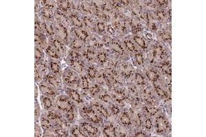 Immunohistochemical staining of human stomach with ADAMTSL5 polyclonal antibody  shows strong cytoplasmic positivity with a granular pattern in glandular cells. (ADAMTS-Like 5 抗体)