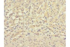 Immunohistochemistry of paraffin-embedded human adrenal gland tissue using ABIN7176327 at dilution of 1:100 (ZNF462 抗体  (AA 2223-2506))