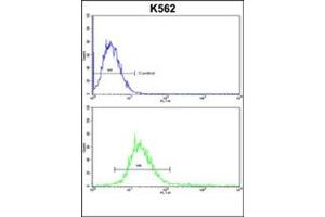 Flow cytometric analysis of k562 cells using RECK / ST15  Antibody  (bottom histogram) compared to a negative control cell (top histogram). (RECK 抗体  (Middle Region))