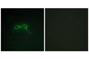 Immunofluorescence (IF) image for anti-Neurofibromin 1 (NF1) (Internal Region) antibody (ABIN1850488) (Neurofibromin 1 抗体  (Internal Region))
